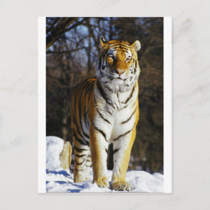 Cartão Postal Tigre Siberiano