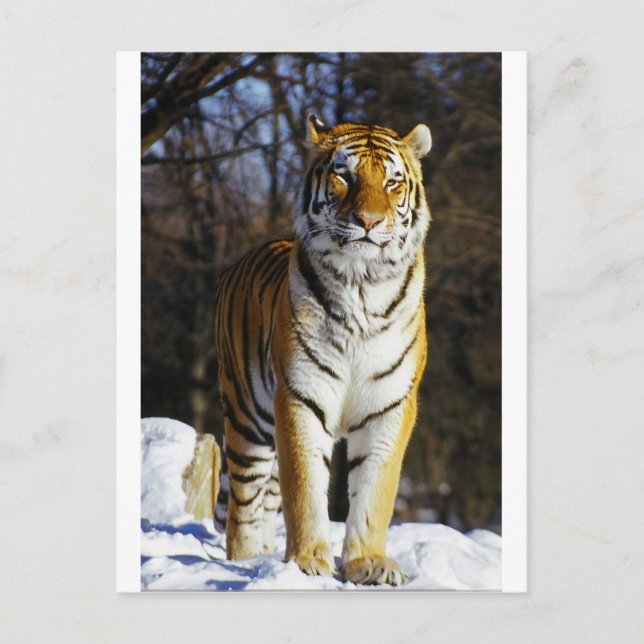 Cartão Postal Tigre Siberiano (Frente)