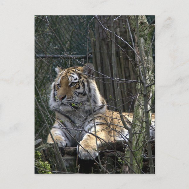 Cartão Postal Tigre siberiano (Frente)