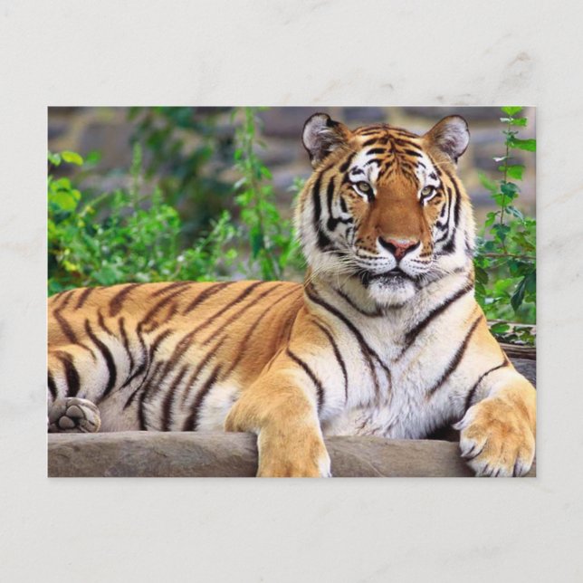 Cartão Postal Tigre Siberiano (Frente)