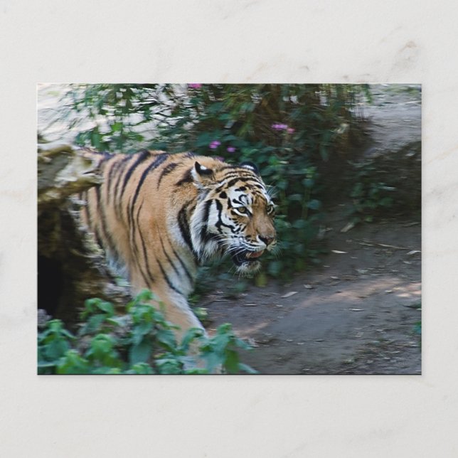 Cartão Postal Tigre Siberiano (Frente)