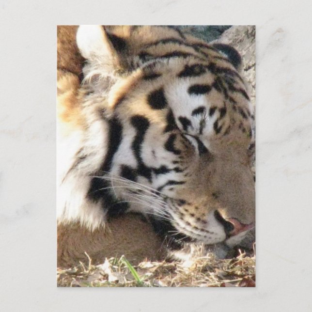 Cartão Postal Tigre Siberiano (Frente)