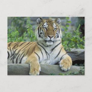 Cartão Postal Tigre Siberiano