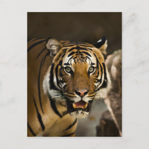 Cartão Postal Tigre Siberiano