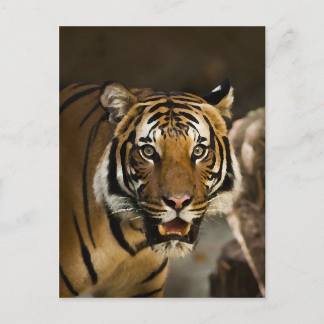 Cartão Postal Tigre Siberiano (Frente)