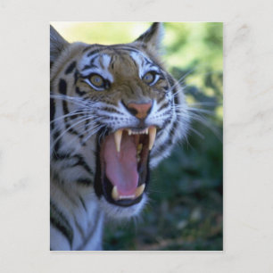 Cartão Postal Tigre siberiano