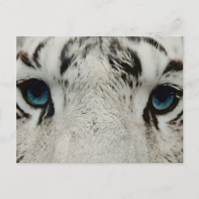 Cartão Postal Tigre Siberiano Branco (Frente)