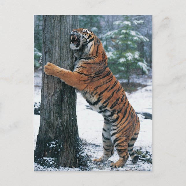 Cartão Postal Tigre Siberiano (Panthera tigris altaica) (Frente)