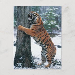 Cartão Postal Tigre Siberiano (Panthera tigris altaica)