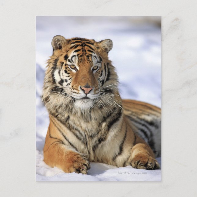 Cartão Postal Tigre Siberiano (Panthera tigris altaica) Ásia (Frente)