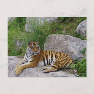 Cartão Postal Tigre Siberiano Relaxando em uma Rocha