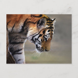Cartão Postal Tigre Subindo Para Baixo
