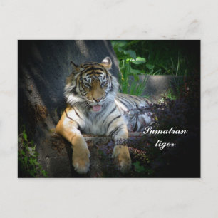 Cartão Postal Tigre Sumatran