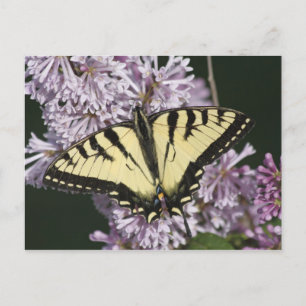 Cartão Postal Tigre Swallowtail