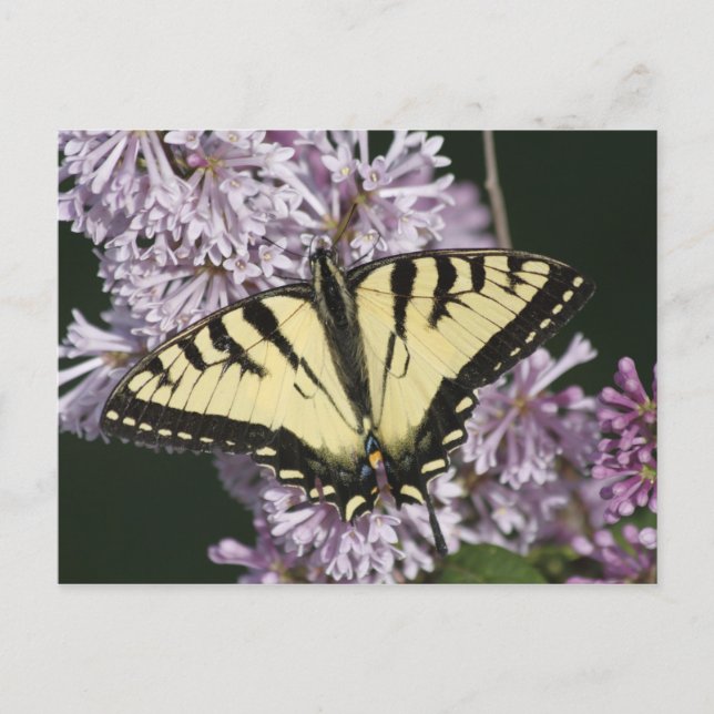 Cartão Postal Tigre Swallowtail (Frente)