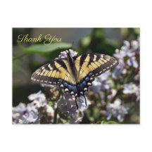 Tigre Swallowtail Butterfly Obrigado Cartão-Postal