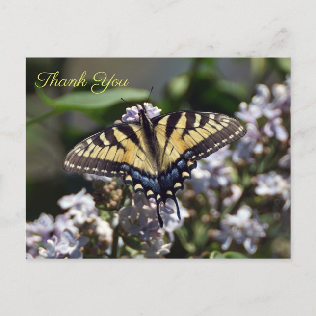 Cartão Postal Tigre Swallowtail Butterfly Obrigado Cartão-Postal (Frente)