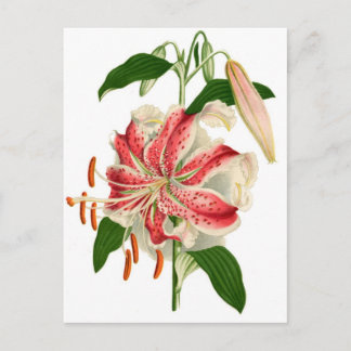Cartão Postal Tigre-vermelho-Impressão botânico Lily lancifolium