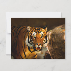 Cartão Postal Tigre Vibrante de Fecho