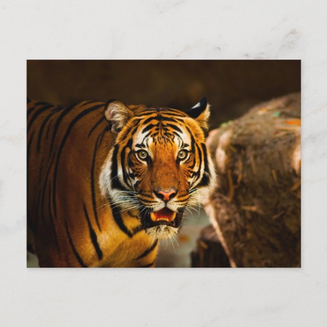 Cartão Postal Tigre Vibrante de Fecho (Frente)