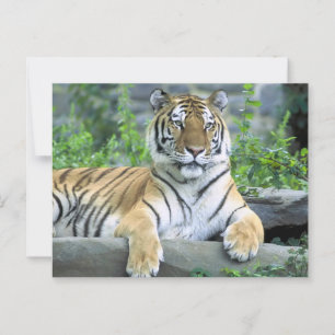 Cartão Postal Tigre Vibrante de Fecho