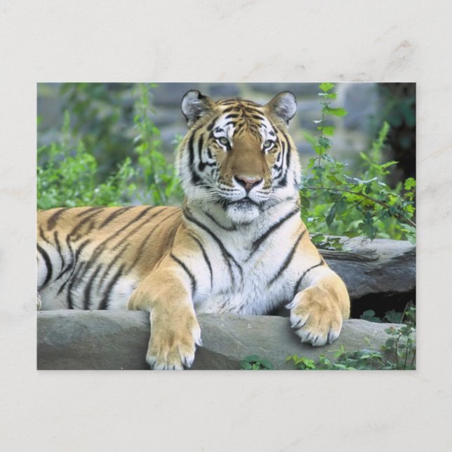 Cartão Postal Tigre Vibrante de Fecho (Frente)