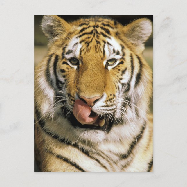 Cartão Postal Tigre Zoológico de Michigan (Frente)
