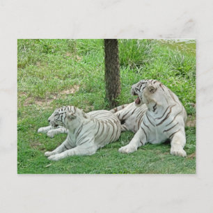 Cartão Postal Tigres Brancos