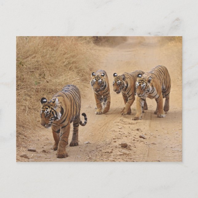 Cartão Postal Tigres de Bengala (Frente)