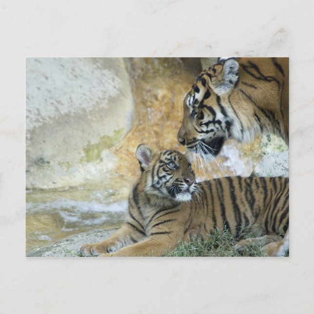 Cartão Postal Tigres de Bengala relaxando (Frente)