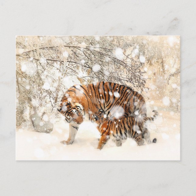 Cartão Postal Tigres de inverno (Frente)