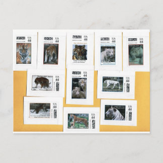 Cartão Postal Tigres de todas as 4 cores
