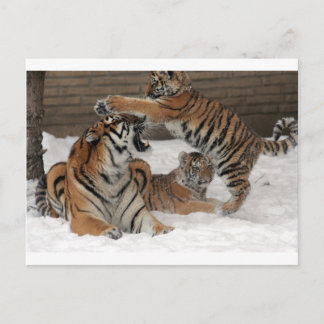Cartão Postal Tigres na neve