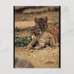 Cartão Postal Tigres para bebês