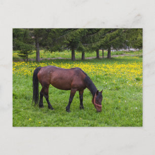 Cartão Postal Tihuta Pass, Cavalo em Pastura