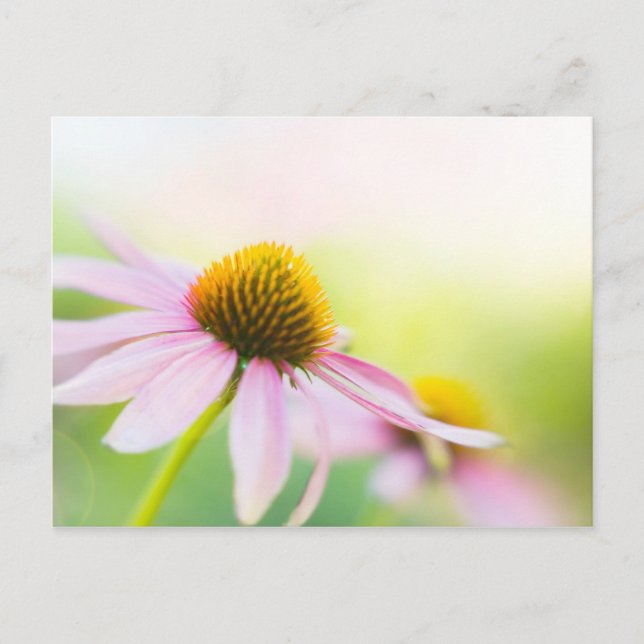 Cartão Postal Til Sunbeams Te Encontra (Frente)