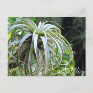 Cartão Postal Tillandsia Xerogrica: Cartão-postal
