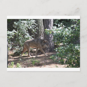 Cartão Postal Timber Wolf