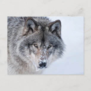 Cartão Postal Timber Wolf
