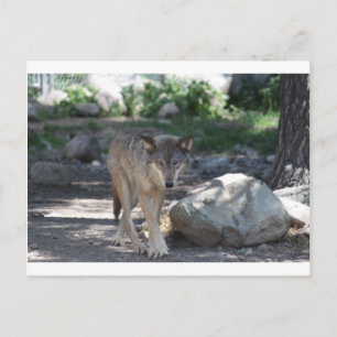 Cartão Postal Timber Wolf