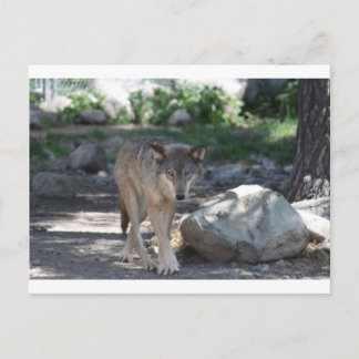 Cartão Postal Timber Wolf