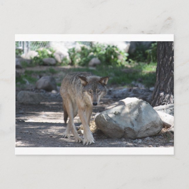 Cartão Postal Timber Wolf (Frente)