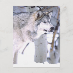 Cartão Postal Timber Wolf, Canis lupus, Movie Animal Utah)