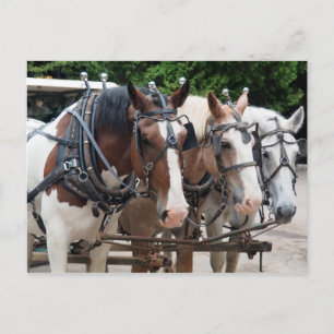 Cartão Postal Time de Cavalo de Tração Obrigado
