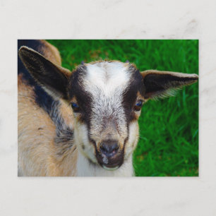 Cartão Postal Tinta