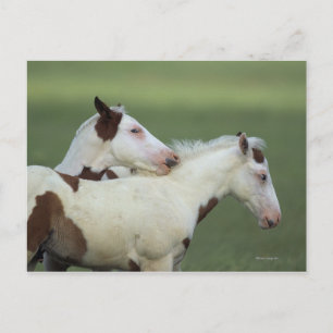 Cartão Postal Tinta Fotos Reproduzindo