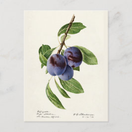 Cartão Postal Tintas de Ameixas Azuis (Prunus Domestica) Frutas