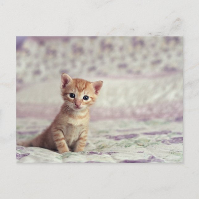 Cartão Postal Tiny Ginger Kitten (Frente)