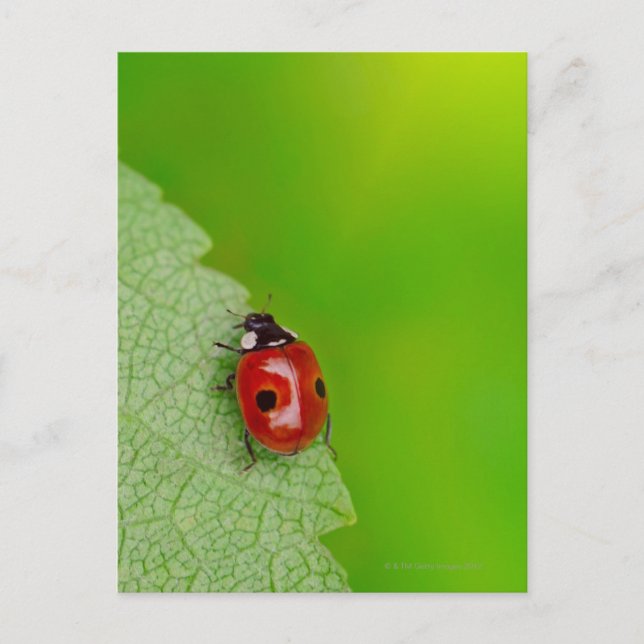 Cartão Postal Tiny Lady Bug (Frente)