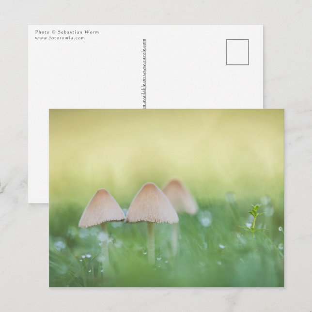 Cartão Postal Tiny Mushroom Nature Foto (Frente/Verso)